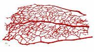 reconstructed three-dimensional luminal surface ready to be used for HemeLB simulation